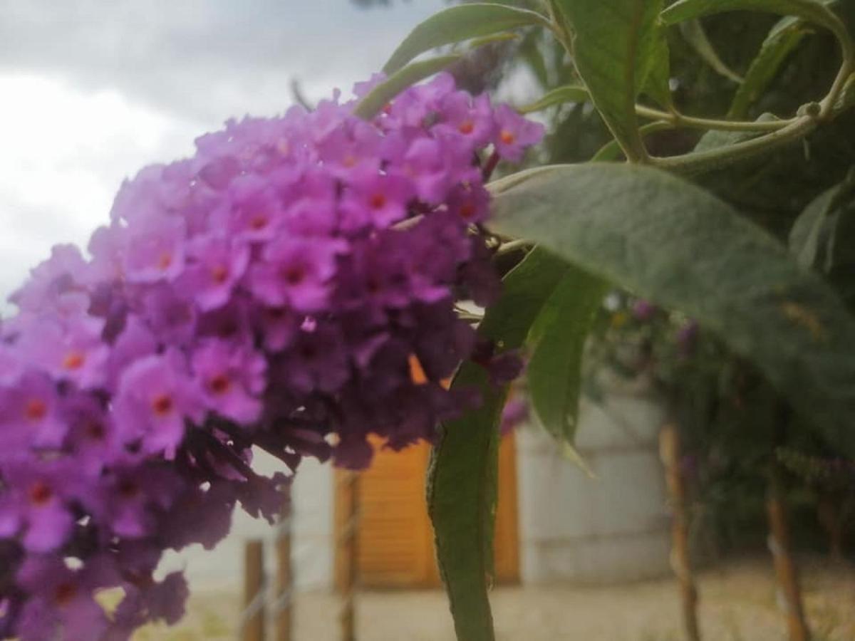 Jurta Hotel Balatongyoeroek מראה חיצוני תמונה